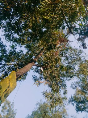 Yol Kenarlarına Ağaç Dikme ve Ağaçların Bakım Yöntemi