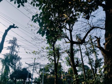Yol Kenarlarına Ağaç Dikme ve Ağaçların Bakım Yöntemi