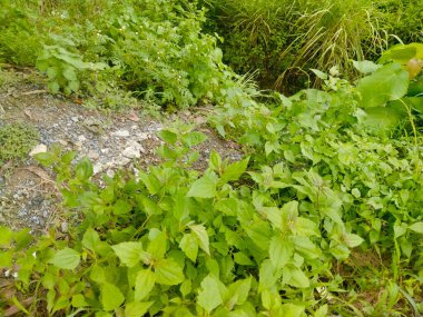 Grafik teorisinde ağaç ve orman arasındaki fark, veri yapısındaki orman ağacı, orman ağaçlarının isimleri, orman kullanımları, orman türleri