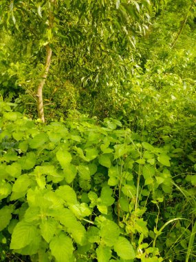 Grafik teorisinde ağaç ve orman arasındaki fark, veri yapısındaki orman ağacı, orman ağaçlarının isimleri, orman kullanımları, orman türleri