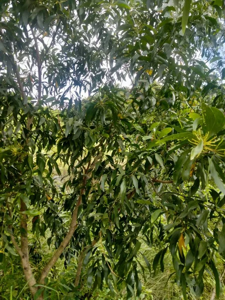 Diferença Entre Árvore Floresta Teoria Dos Grafos Árvore Florestal Estrutura — Fotografia de Stock