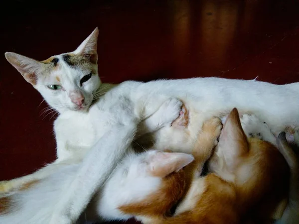 Bonito Bebê Gatos Bebê Gato Chamado Gato Mãe Citações Gato — Fotografia de Stock