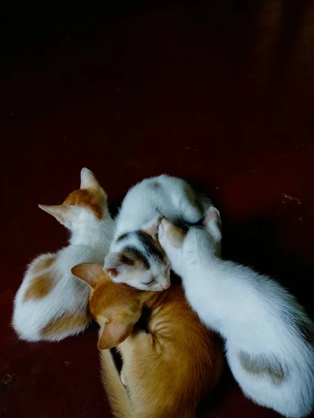 Gatti Bambino Carino Gatto Bambino Chiamato Citazioni Mamma Gatto Regalo — Foto Stock