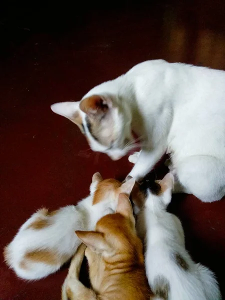 Bonito Bebê Gatos Bebê Gato Chamado Gato Mãe Citações Gato — Fotografia de Stock