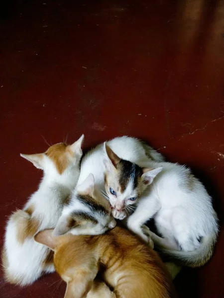 Gatti Bambino Carino Gatto Bambino Chiamato Citazioni Mamma Gatto Regalo — Foto Stock