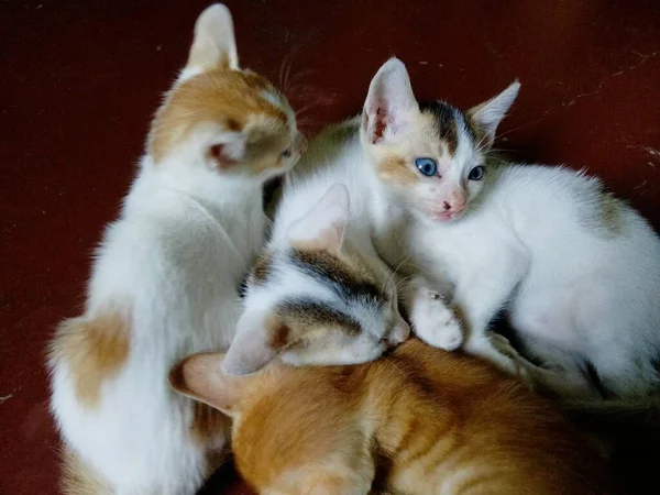 Cute Bayi Kucing Bayi Kucing Disebut Kucing Ibu Kutipan Kucing — Stok Foto