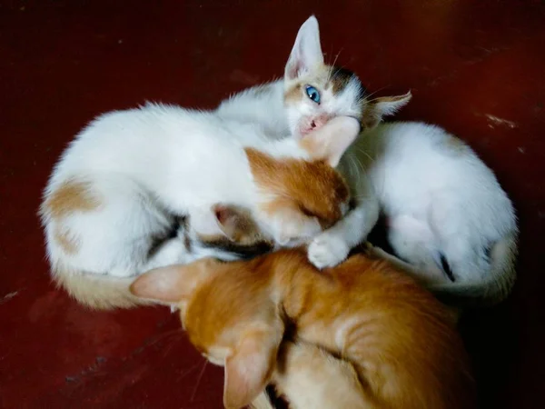 Lindo Bebé Gatos Bebé Gato Llamado Gato Mamá Citas Gato —  Fotos de Stock