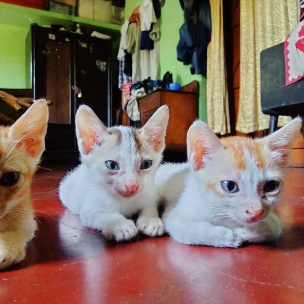 Lindo Bebé Gatos Bebé Gato Llamado Gato Mamá Citas Gato — Foto de Stock