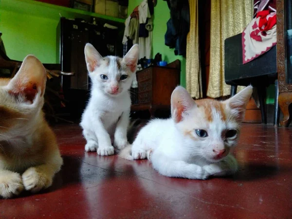 Lindo Bebé Gatos Bebé Gato Llamado Gato Mamá Citas Gato — Foto de Stock