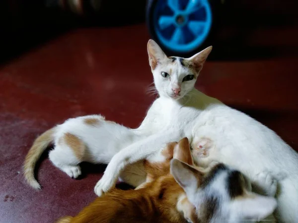 Cute Bayi Kucing Bayi Kucing Disebut Kucing Ibu Kutipan Kucing — Stok Foto