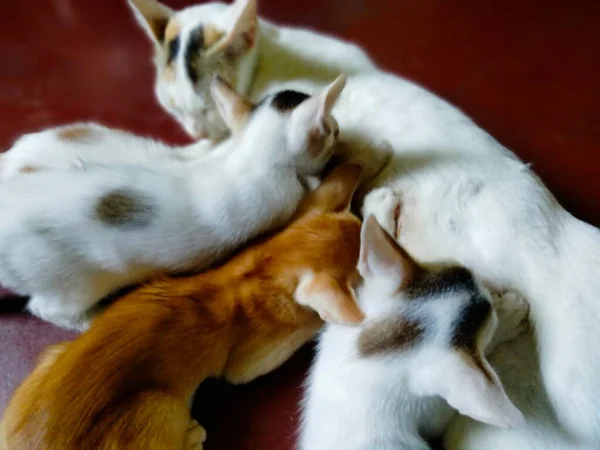 Niedliche Baby Katzen Baby Katze Genannt Katzenmutter Zitate Katzenmutter Geschenk — Stockfoto