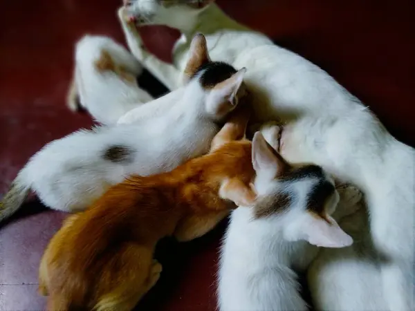 Cute Bayi Kucing Bayi Kucing Disebut Kucing Ibu Kutipan Kucing — Stok Foto