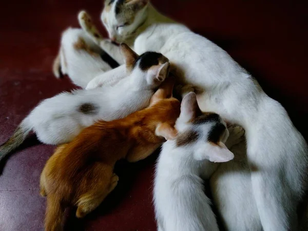 Bonito Bebê Gatos Bebê Gato Chamado Gato Mãe Citações Gato — Fotografia de Stock