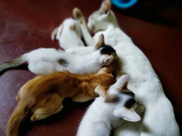 Bonito Bebê Gatos Bebê Gato Chamado Gato Mãe Citações Gato — Fotografia de Stock