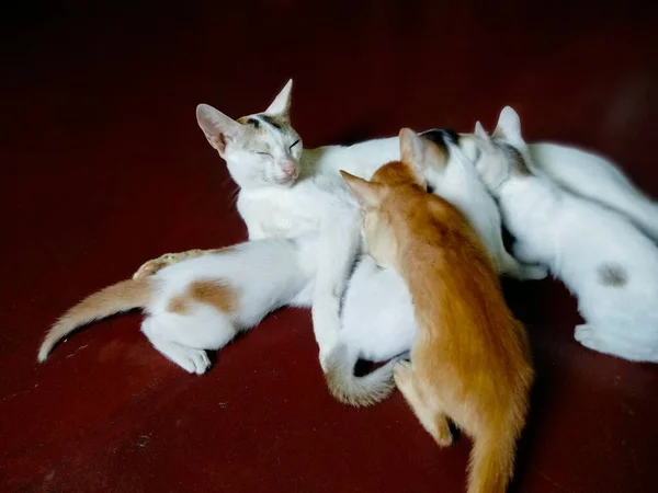 Χαριτωμένο Μωρό Γάτες Μωρό Γάτα Ονομάζεται Γάτα Μαμά Αποσπάσματα Γάτα — Φωτογραφία Αρχείου