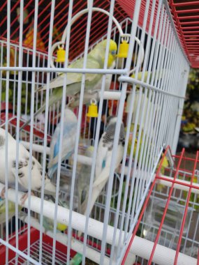 Dünyanın en güzel 20 kuşu, güzel kuşların fotoğrafları, güzel kuşların isimleri ve resimleri, güzel kuşların resimleri.