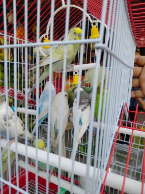 Dünyanın en güzel 20 kuşu, güzel kuşların fotoğrafları, güzel kuşların isimleri ve resimleri, güzel kuşların resimleri.