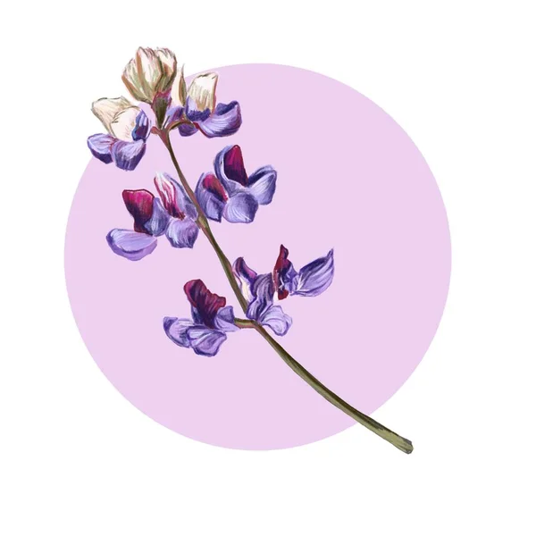 粉色背景的紫色花朵 用于标识 — 图库照片