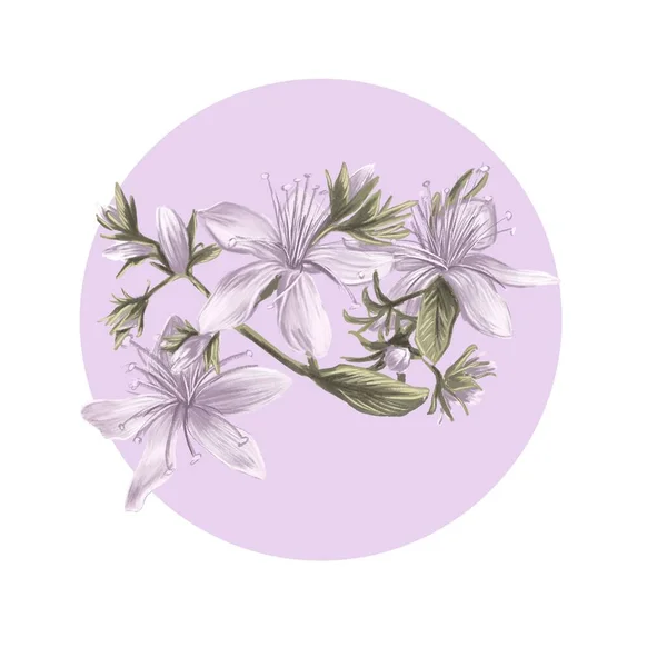 Blühende Blumen Rosa Kreis — Stockfoto