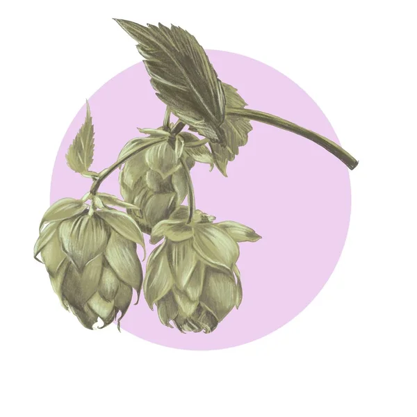 Zielony Hop Różowym Tle Logo Ikonę Okładkę — Zdjęcie stockowe