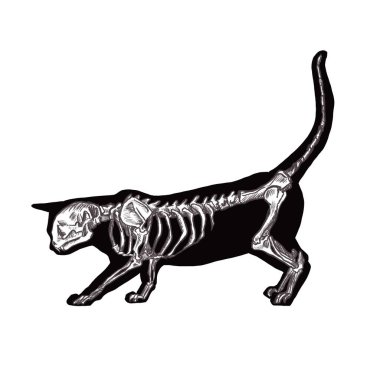  Cadılar bayramı kara kedi iskelet silueti