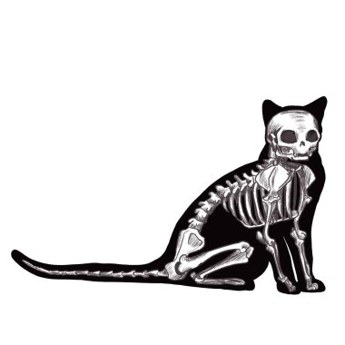  Cadılar bayramı kara kedi iskelet silueti