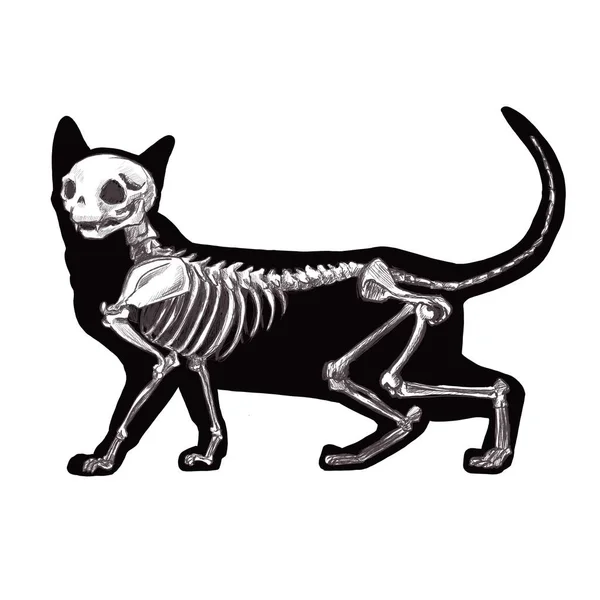 Halloween Negro Gato Esqueleto Silueta — Foto de Stock