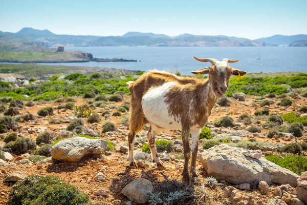 Goat at Cap de Cavalleria, Menorca — Stock Photo, Image