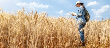 Sırt çantalı Asyalı genç bir kadın yazın arpa tarlasında harita okuyor. Seyahat ve Tatil kavramı.