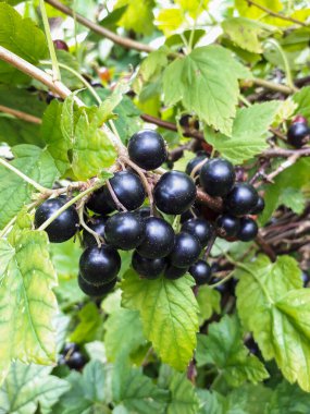 Mükemmel olgun kuşüzümü (ribes nigrum) ev bahçesindeki güneş ışığında yeşil yapraklar arasında dalda. Yazın tadı