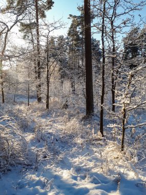Güneşli bir günde yoğun bir kar yağışı sonrasında karla kaplı orman manzarası. Karlı peri masalı ilhamı