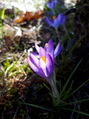 İlkbaharın başlarında, parlak, mor, krisanthus çiçekleri gün ışığında toplanır. Erken bahar çiçeği. Canlı renkler. İlk bahar ifadeleri.