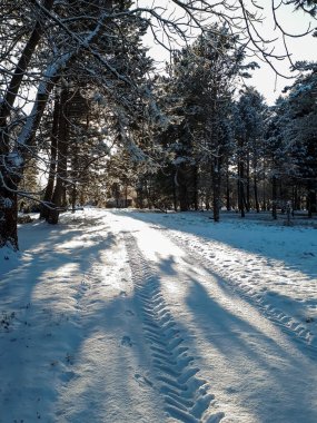Güneşli bir günde ağaçların arkasında güneş gören güzel bir park ve yol manzarası. Dondurucu peri masalı ilhamı
