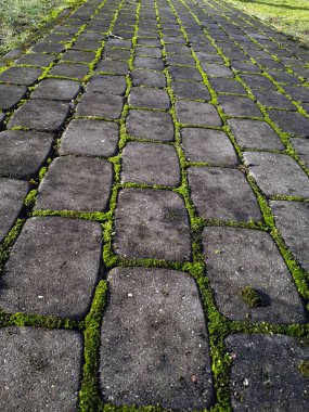 Güneşli bir günde tuğlaların arasında yeşil yosunlu asfalt manzarası. Doğada ve şehirde geometrik desen