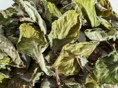 Kurutulmuş nane çayı yapraklarının beyaz arka planda güneş ışığında yakın plan görüntüsü. Yeşil çay. Kurumuş yapraklar arka plan