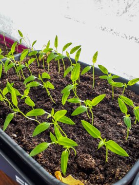 Pencere pervazında yetişen ev yapımı küçük biber bitkileri. Bahçecilik konsepti. Tohumlardan büyüyen yiyecekler