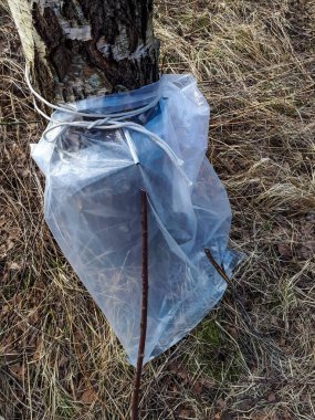 Geleneksel huş ağacı özsuyu huş ağacından direk olarak musluklanır. İlkbaharda ağaç gövdesine bir delik açarak toplanan berrak, renksiz ve tatlı sıvı.