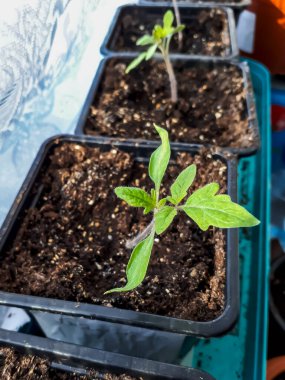 Pencere kenarında saksılarda yetişen domates tohumları. Kapalı kaplarda sebze fideleri. Kapalı alanda bahçe işleri kavramı