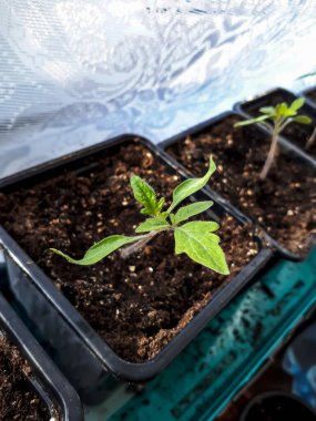 Pencere kenarında saksılarda yetişen domates tohumları. Kapalı kaplarda sebze fideleri. Kapalı alanda bahçe işleri kavramı