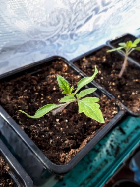 Pencere kenarında saksılarda yetişen domates tohumları. Kapalı kaplarda sebze fideleri. Kapalı alanda bahçe işleri kavramı