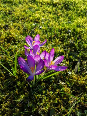 İlkbaharın başlarında, güneş ışığında parlak, menekşe renginde krizalit çiçekleri. Canlı renkler. İlk bahar ifadeleri.