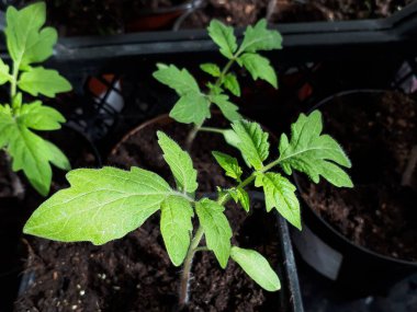 Pencere kenarında parlak güneş ışığında saksılarda büyüyen domates fidelerinin makro çekimi. Kapalı kaplarda sebze fideleri. Kapalı alanda bahçe işleri kavramı