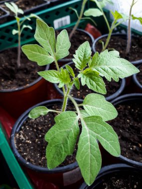 Pencere kenarında saksıda yetişen domates filizinden makro shot. Saksıda sebze tohumu. Kapalı alanda bahçe işleri kavramı