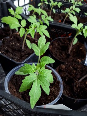 Pencere kenarında saksılarda yetişen domates tohumları. Kapalı kaplarda sebze fideleri. Kapalı alanda bahçe işleri kavramı
