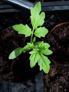 Makro domates tohumu, parlak güneş ışığında pencere pervazında saksıda yetişiyor. Saksıda sebze tohumu. Kapalı alanda bahçe işleri kavramı