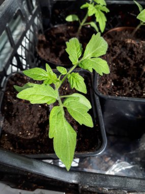 Makro domates tohumu, parlak güneş ışığında pencere pervazında saksıda yetişiyor. Saksıda sebze tohumu. Kapalı alanda bahçe işleri kavramı