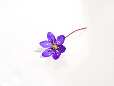 Anemone hepatikası, beyaz arka planda karaciğer otu. Güzel menekşe, beyaz üzerine izole edilmiş çiçek. Güzel ve narin arka plan