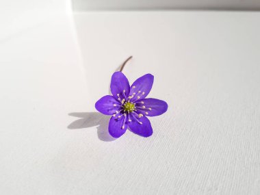 Anemone hepatikası, beyaz arka planda karaciğer otu. Güzel menekşe, beyaz üzerine izole edilmiş çiçek. Güzel ve narin arka plan