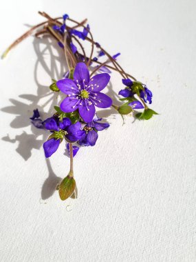 Bahar çiçekleri grubu Anemone hepatikası - beyaz arkaplanda Liverwort kopyalama uzayı. Güzel menekşe, saplı ve beyaz yapraklı izole çiçekler. Güzel ve narin arka plan