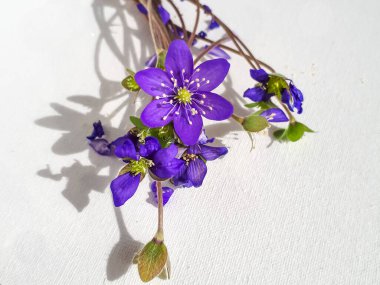 Bahar çiçekleri grubu Anemone hepatikası beyaz arka planda karaciğer otu. Güzel menekşe, saplı ve beyaz yapraklı izole çiçekler. Güzel ve narin arka plan